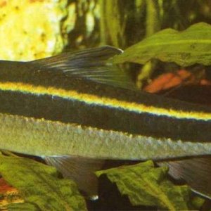 Epalzeorhynchos kalopterus1.jpg