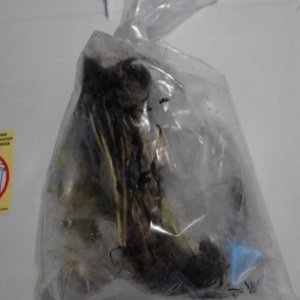 plants unopened1.jpg