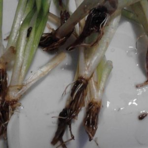 corkscrew val roots after clean&trim.jpg