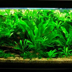 115g Aug 19-10.JPG