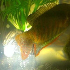 gourami white spot.jpg