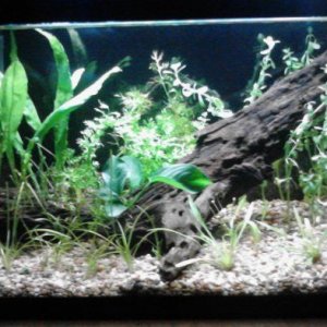finishedminusfrogbit.jpg