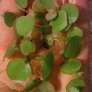 frogbit.jpg