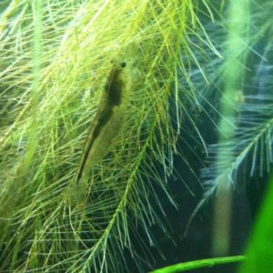 Amano shrimp - black saddle.jpg