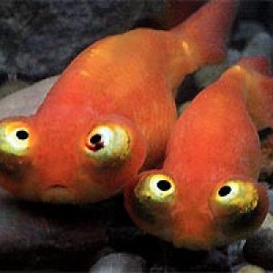 CelestialEyeGoldfishWFG_Cn4D4774_med.jpg