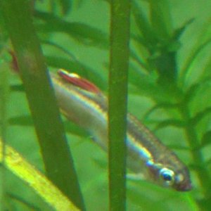 Minnow White Spot20.jpg