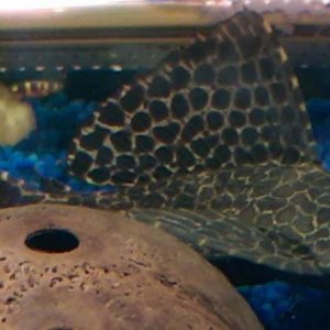 plec.jpg