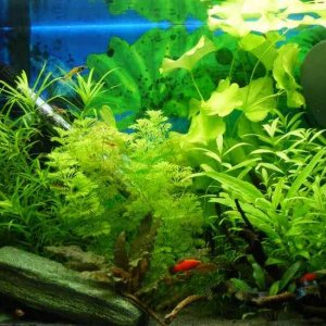 Paradise3May2015TOTM.jpg