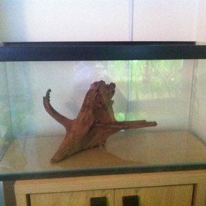 Bogwood option 1.jpg