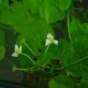 E. major flowers (1).JPG