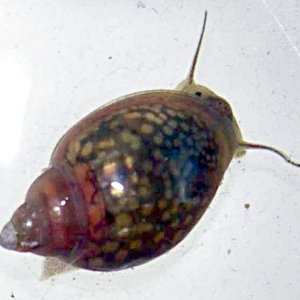 Physa acuta (bladder snail).jpg