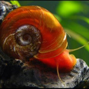 ramshorn snail.jpg