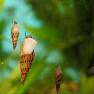 Malaysian Livebearing snails.jpg