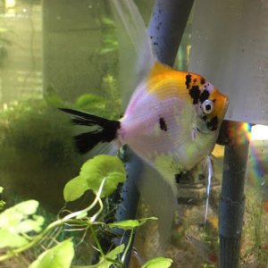 angelfish.jpg