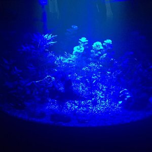 IMG_0917.JPG