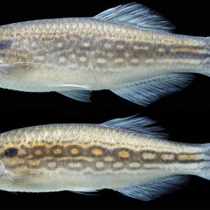 newdaniospecies.jpg