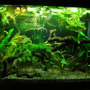 29g Mar 24-11 (2).JPG