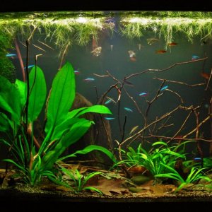 29g Aug 2-15.JPG