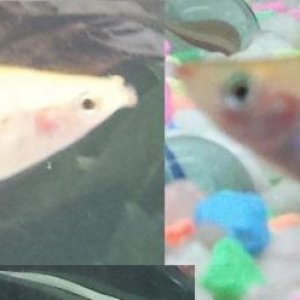 Orange Fish.jpg