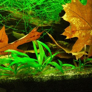 Farlowella fry Sep 2-15.JPG