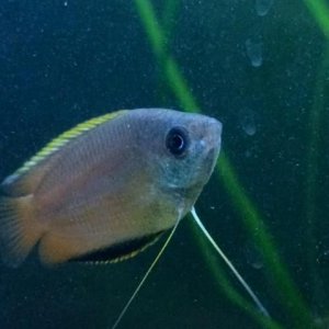 male colouring up.jpg