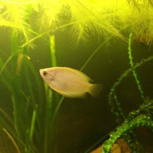 female gourami pic.jpg