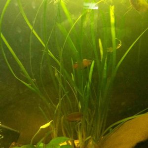 2 male gourami.jpg