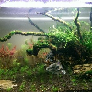 planted_week_4a.jpg