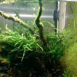 planted_week_4c.jpg