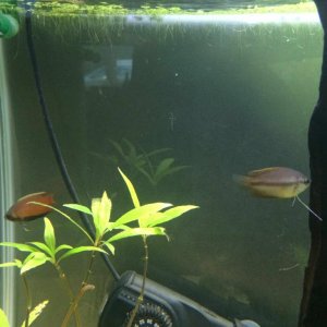 New F Gourami & male.jpg