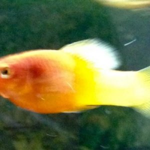 Platy.jpg