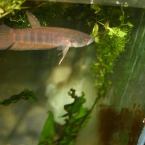 fwbettas1395846839_zpse2777821.jpg