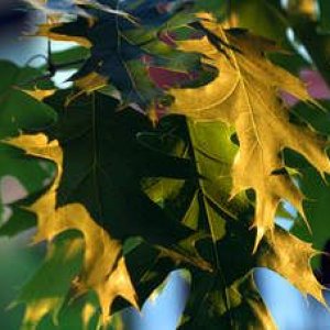red oak leaves.jpg