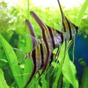 Pterophyllum altum1.jpg