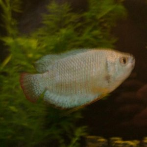 dwarfgourami.jpg