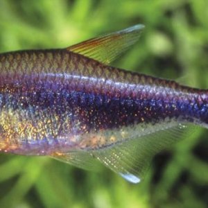 newtetra.jpg