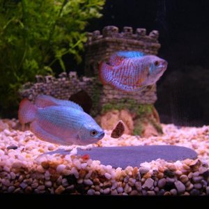 Dscf8015--2fish.jpg
