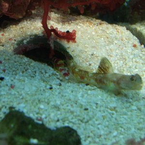 Moby the Goby 2029.jpg