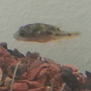 poofer2.jpg