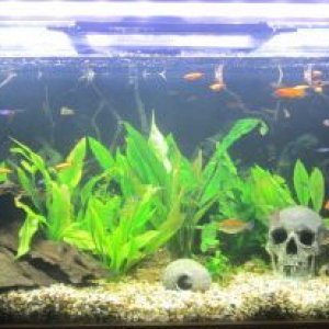 community tank.jpg