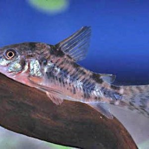 Corydoras paleatus3.jpg