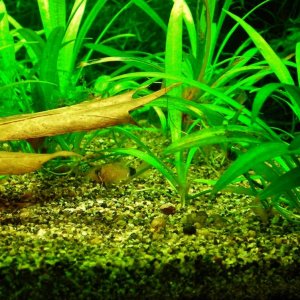 Corydoras panda fry (1).JPG