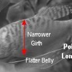 maleGourami.jpg