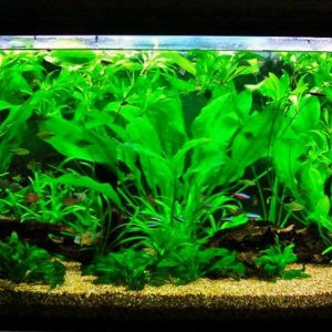 115g June 3-10.JPG