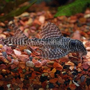 p-89872-Gypsy-King-Tiger-L.jpg