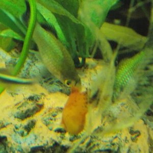 Platies.JPG