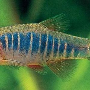 aa emerald dwarf rasbora.jpg