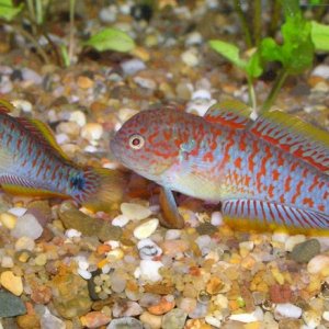 aa peacock gudgeon.jpg