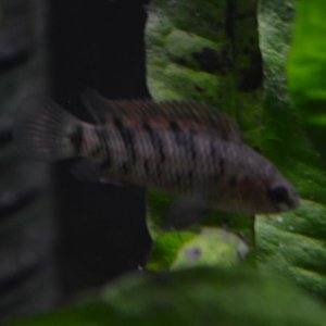 Badis female.JPG