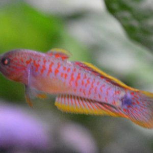 Male Gudgeon.jpg